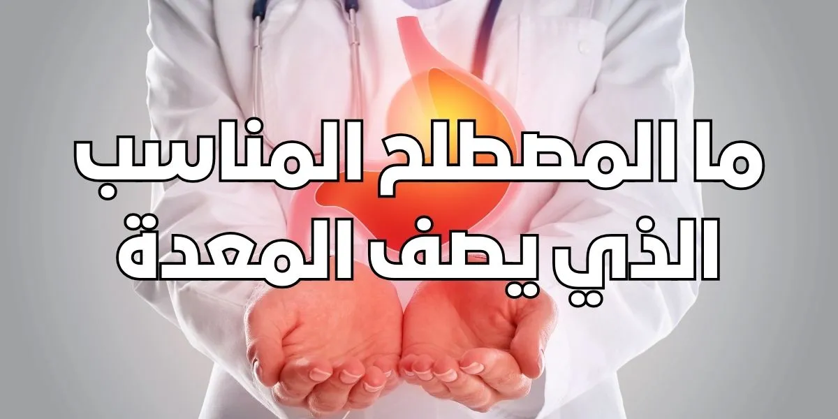 ما المصطلح المناسب الذي يصف المعدة